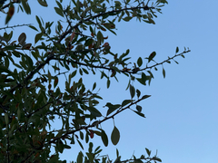 Pyrus spinosa, photograph author not stated, no rights reserved