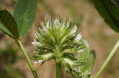 Trifolium retusum