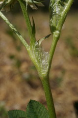 Trifolium retusum
