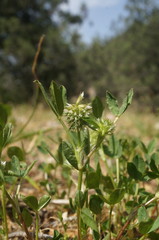 Trifolium retusum