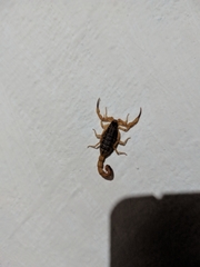Tityus serrulatus