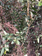 Capparis arborea