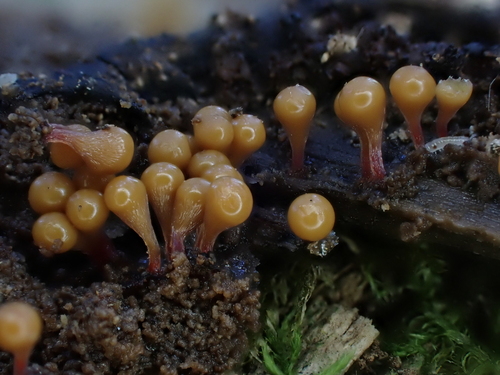 Hemitrichia clavata