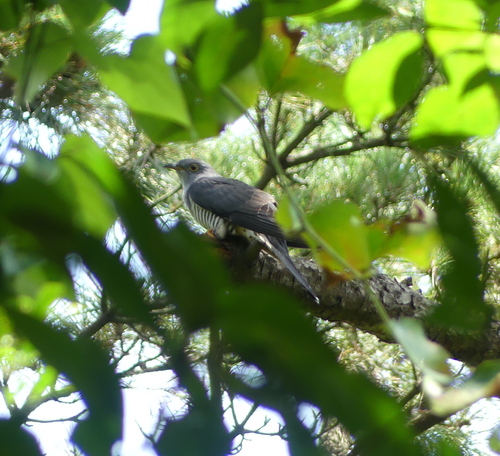 Cuculus saturatus observed 2026-08-23