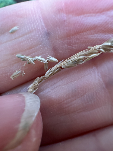 Cinna latifolia observed 2026-09-15