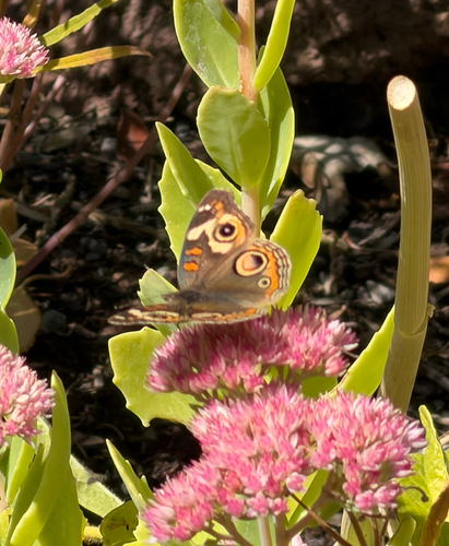 Gray Buckeye