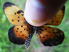 Acraea natalica