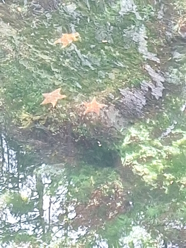 Leather Star