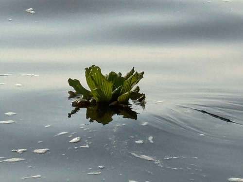 Water Lettuce
