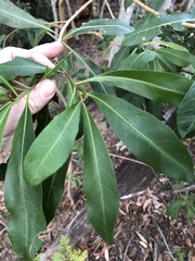 Planchonella chartacea