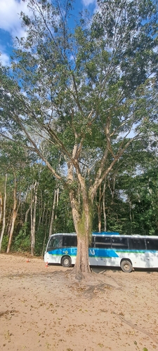 Pterocarpus violaceus