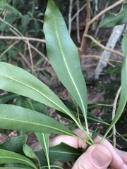 Planchonella chartacea