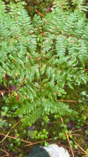 common bracken