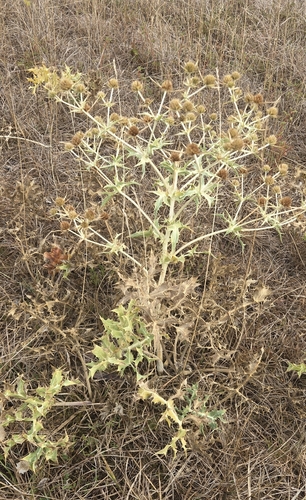 Field Eryngo