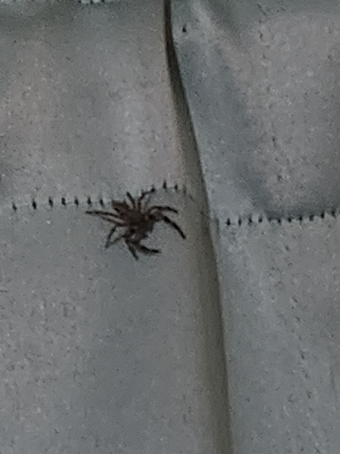 Tan Jumping Spider