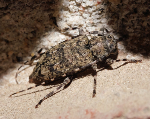 Variegated Longhorned Beetle