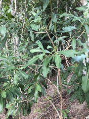 Planchonella chartacea