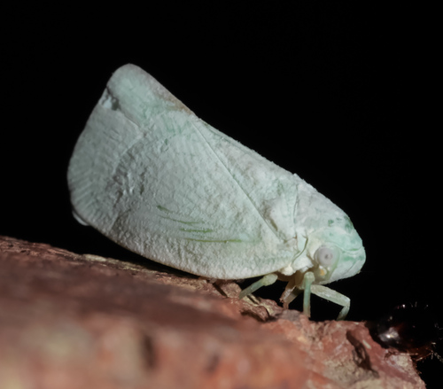Northern Flatid Planthopper