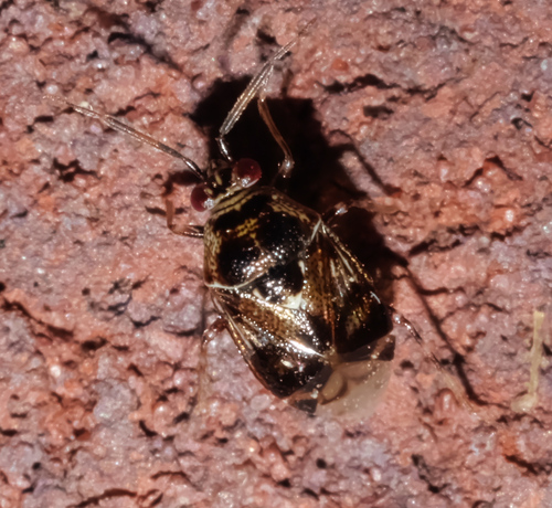 Deraeocoris nebulosus