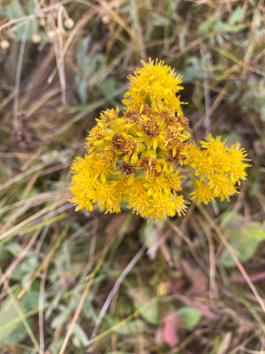 Ground Goldenrod