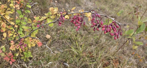European barberry