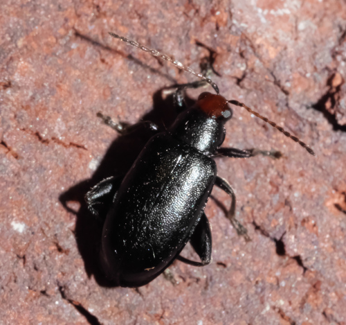 Red-headed Systena