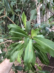 Planchonella chartacea