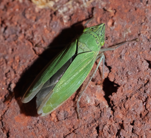 Waterlettuce Leafhopper