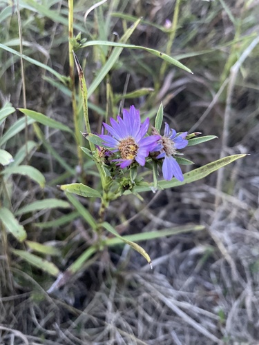 Eurybia hemispherica