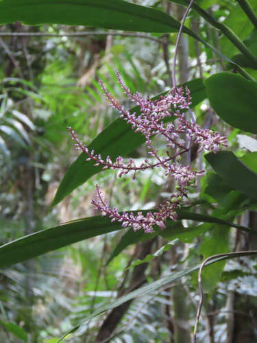 Cordyline cannifolia observed 2026-09-15