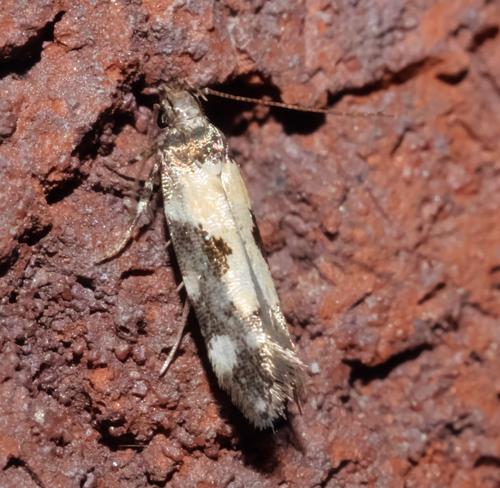 Red-necked Peanutworm Moth