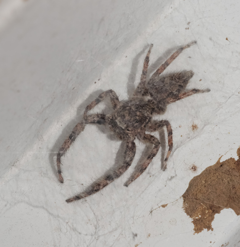 Tan Jumping Spider