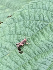 Parapodisma tenryuensis