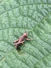 Parapodisma tenryuensis