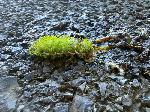 Io Moth