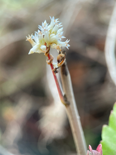 Cuscuta subinclusa, photograph 6