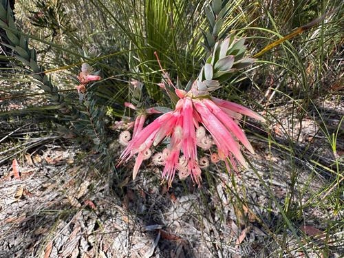 Styphelia triflora observed 2026-09-16