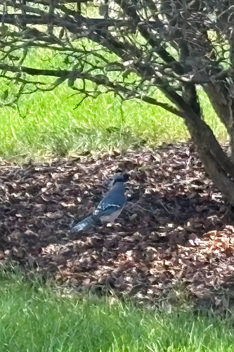 Blue Jay