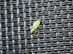 Pachyrhinus lethierryi