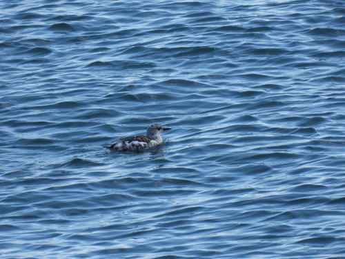 Black Guillemot