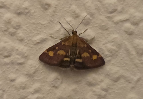 Common Crimson-and-gold Moth