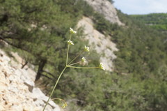 Bunium microcarpum