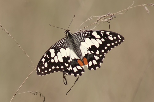 Lime Swallowtail in the wild — India wildlife