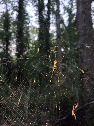 Joro Spider