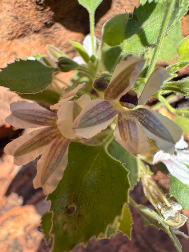 Goodenia grandiflora observed 2026-09-14