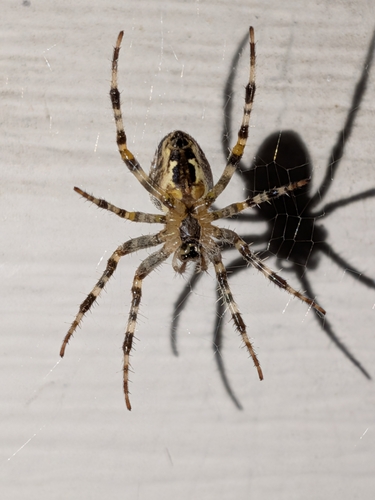 Cross Orbweaver