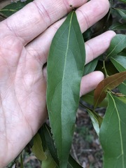 Cryptocarya triplinervis triplinervis