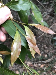 Cryptocarya triplinervis triplinervis