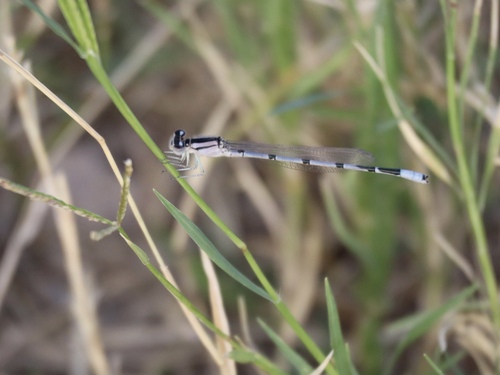 Familiar Bluet