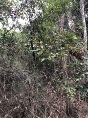 Cryptocarya triplinervis triplinervis